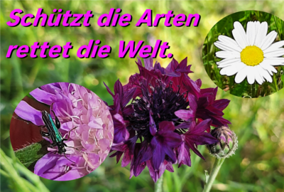 Foto des Albums: Artenvielfalt auf unserem Schulgelände: Ein Projekt der 10a und der 10b