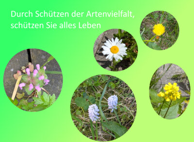 Foto des Albums: Artenvielfalt auf unserem Schulgelände: Ein Projekt der 10a und der 10b