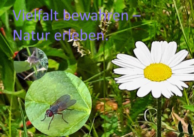 Foto des Albums: Artenvielfalt auf unserem Schulgelände: Ein Projekt der 10a und der 10b