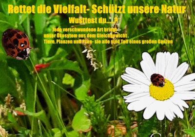Foto des Albums: Artenvielfalt auf unserem Schulgelände: Ein Projekt der 10a und der 10b