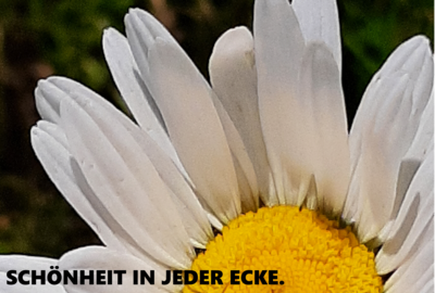 Foto des Albums: Artenvielfalt auf unserem Schulgelände: Ein Projekt der 10a und der 10b