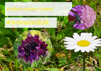Foto des Albums: Artenvielfalt auf unserem Schulgelände: Ein Projekt der 10a und der 10b