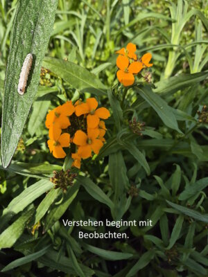 Foto des Albums: Artenvielfalt auf unserem Schulgelände: Ein Projekt der 10a und der 10b