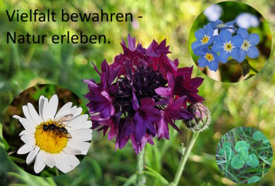Foto des Albums: Artenvielfalt auf unserem Schulgelände: Ein Projekt der 10a und der 10b