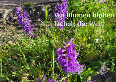 Foto des Albums: Artenvielfalt auf unserem Schulgelände: Ein Projekt der 10a und der 10b