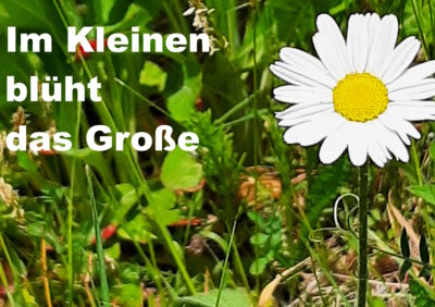 Foto des Albums: Artenvielfalt auf unserem Schulgelände: Ein Projekt der 10a und der 10b