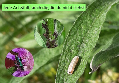 Foto des Albums: Artenvielfalt auf unserem Schulgelände: Ein Projekt der 10a und der 10b