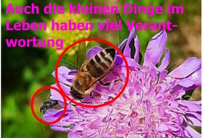 Foto des Albums: Artenvielfalt auf unserem Schulgelände: Ein Projekt der 10a und der 10b