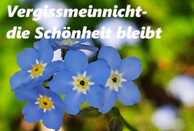 Foto des Albums: Artenvielfalt auf unserem Schulgelände: Ein Projekt der 10a und der 10b