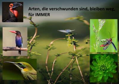 Foto des Albums: Artenvielfalt auf unserem Schulgelände: Ein Projekt der 10a und der 10b