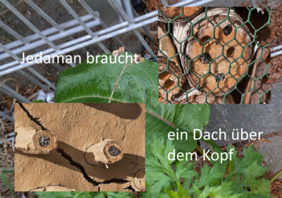 Foto des Albums: Artenvielfalt auf unserem Schulgelände: Ein Projekt der 10a und der 10b
