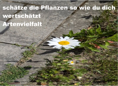Foto des Albums: Artenvielfalt auf unserem Schulgelände: Ein Projekt der 10a und der 10b