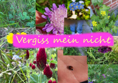 Foto des Albums: Artenvielfalt auf unserem Schulgelände: Ein Projekt der 10a und der 10b