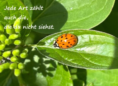 Foto des Albums: Artenvielfalt auf unserem Schulgelände: Ein Projekt der 10a und der 10b