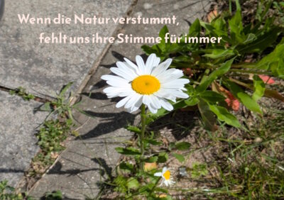 Foto des Albums: Artenvielfalt auf unserem Schulgelände: Ein Projekt der 10a und der 10b