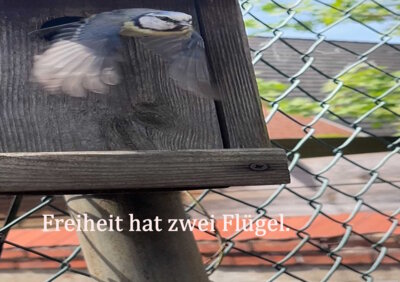 Foto des Albums: Artenvielfalt auf unserem Schulgelände: Ein Projekt der 10a und der 10b