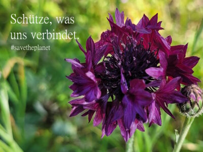 Foto des Albums: Artenvielfalt auf unserem Schulgelände: Ein Projekt der 10a und der 10b