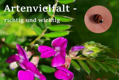 Foto des Albums: Artenvielfalt auf unserem Schulgelände: Ein Projekt der 10a und der 10b