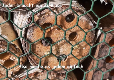 Fotoalbum Artenvielfalt auf unserem Schulgelände: Ein Projekt der 10a und der 10b