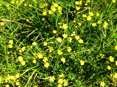 Der Scharfe Hahnenfu&szlig; (Butterblume genannt)  (Bild vergr&ouml;&szlig;ern)