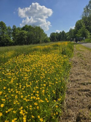Am Weideland  (Bild vergr&ouml;&szlig;ern)