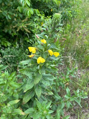 Achtuhrblume  (Bild vergr&ouml;&szlig;ern)