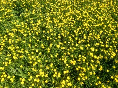 Ganz Natur  (Bild vergr&ouml;&szlig;ern)