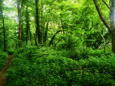 Wie in einem Urwald  (Bild vergr&ouml;&szlig;ern)