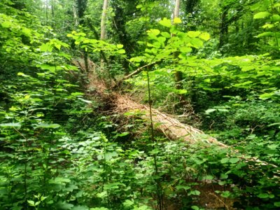 Alles der Natur &uuml;berlassen  (Bild vergr&ouml;&szlig;ern)