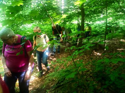Fast wie im Urwald  (Bild vergr&ouml;&szlig;ern)