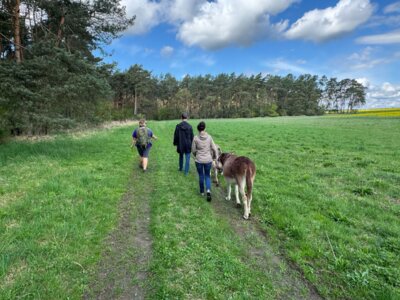 Foto des Albums: Eselwanderung