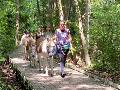 Foto des Albums: Eselwanderung