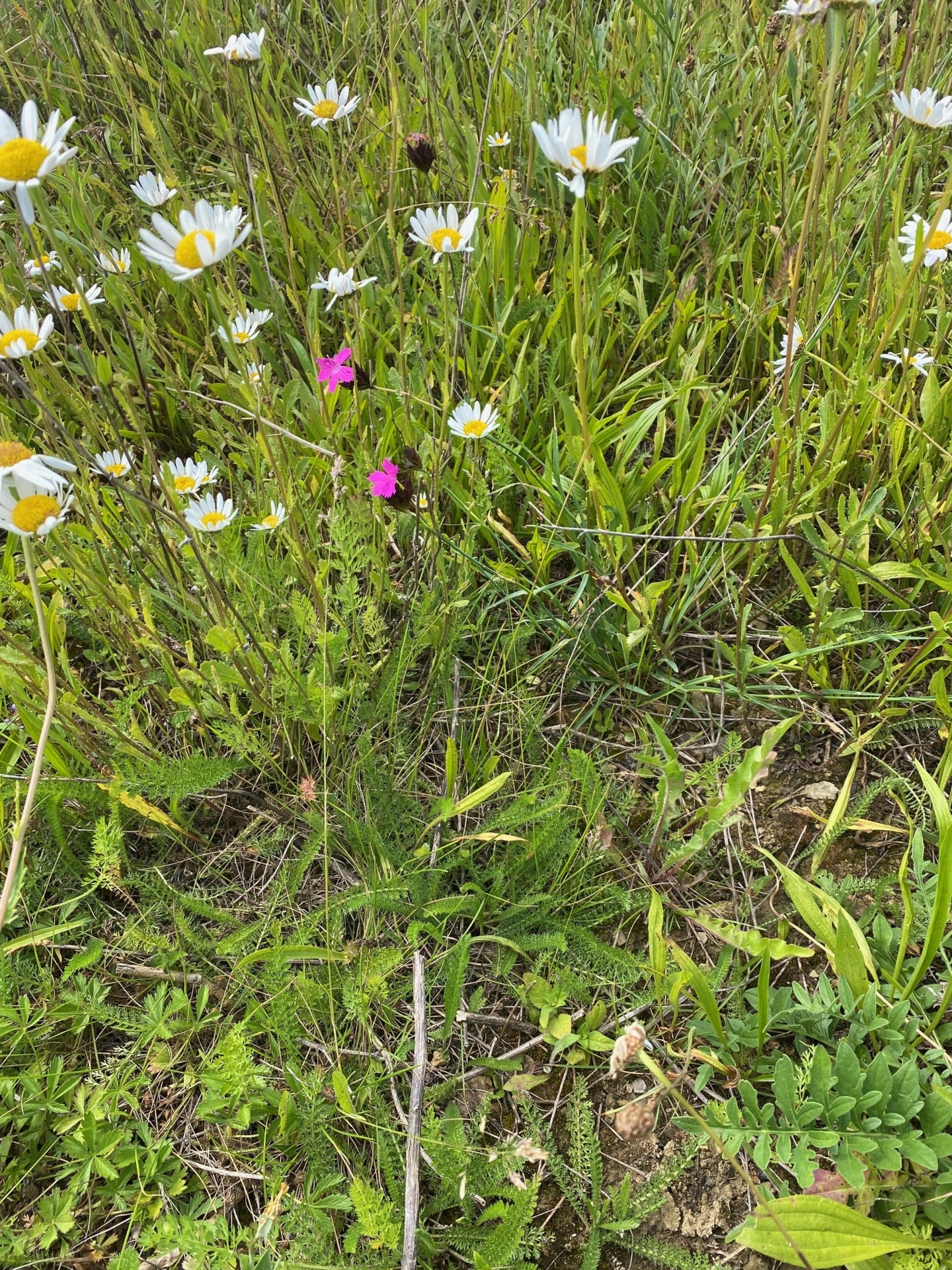 Bild: Wiese 1