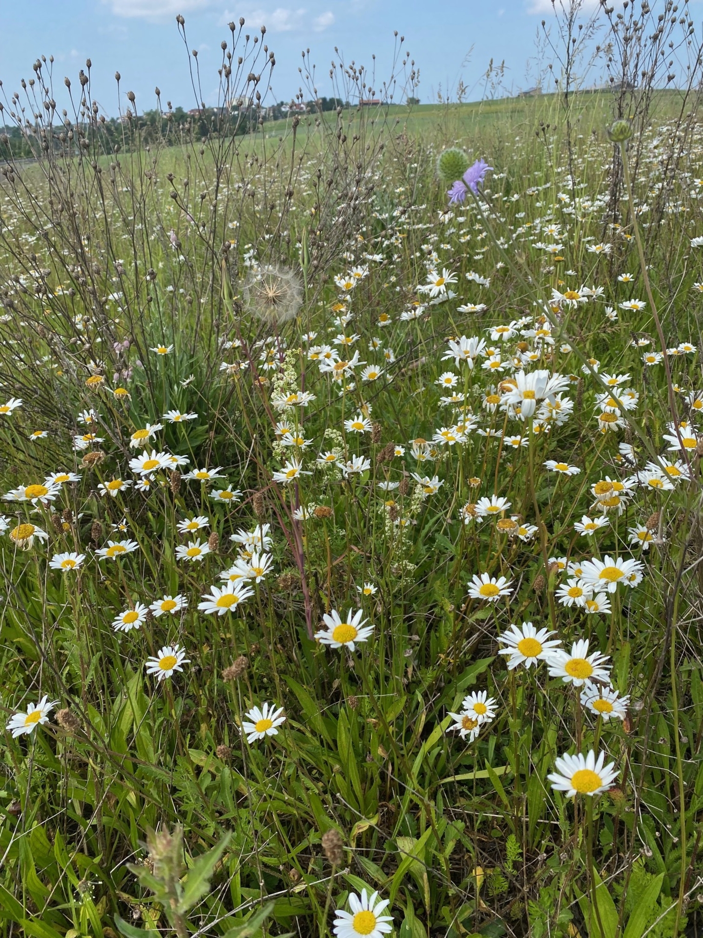 Bild: Wiese 2