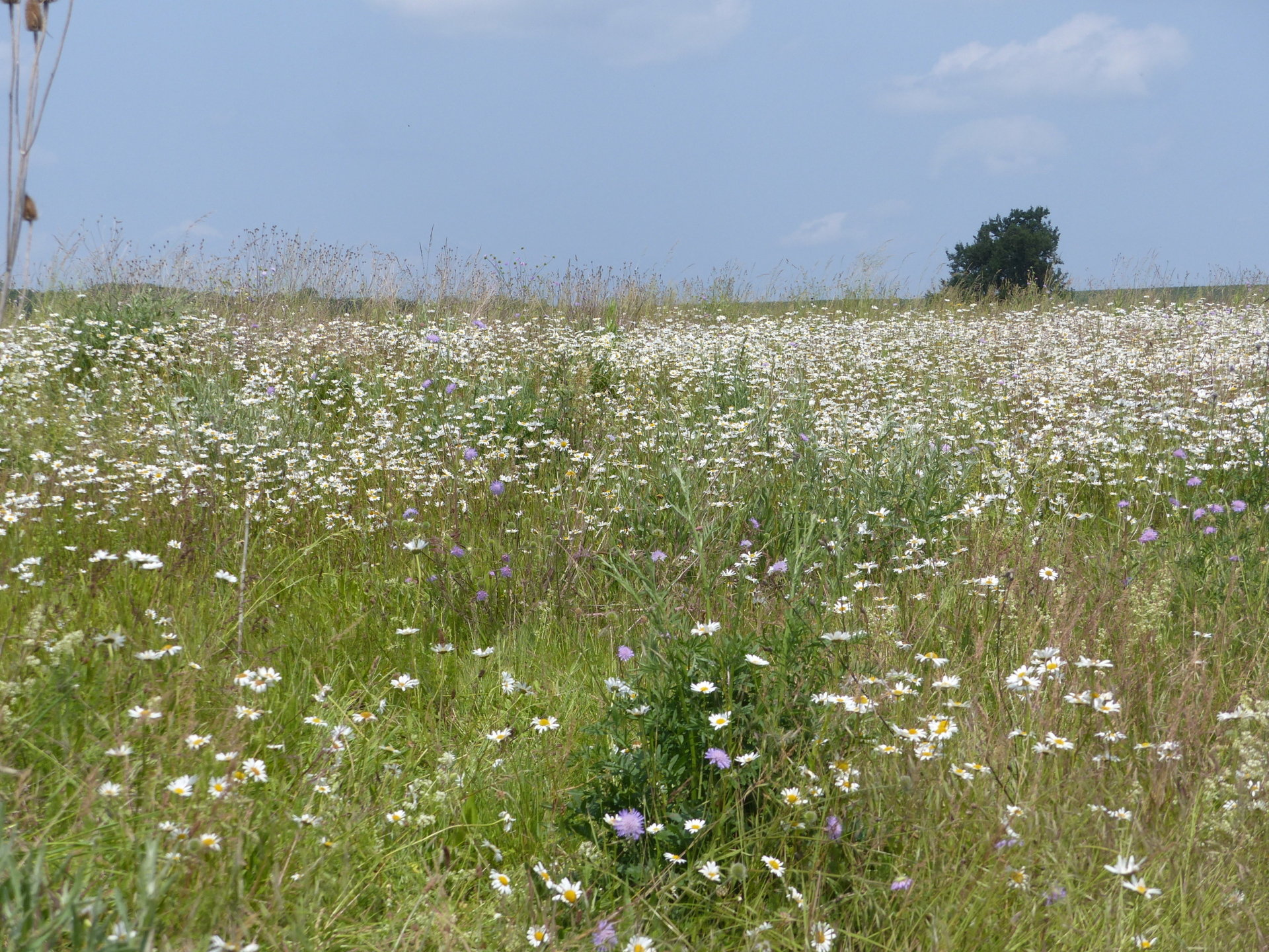 Bild: Wiese 3 2b