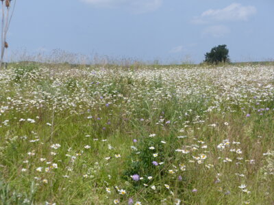 Wiese 3 2b  (Bild vergr&ouml;&szlig;ern)
