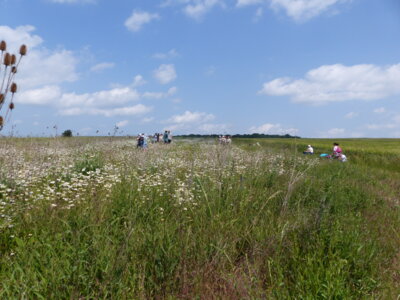 Wiese 5 2b  (Bild vergr&ouml;&szlig;ern)