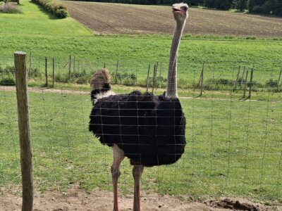 Foto des Albums: Ausflug der Senioren zum Straußenhof