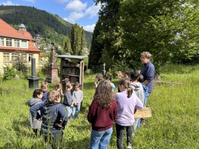 Foto des Albums: Naturparkmodul Wiese