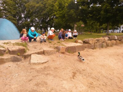 Familie Ente zu Besuch.  (Bild vergrößern)