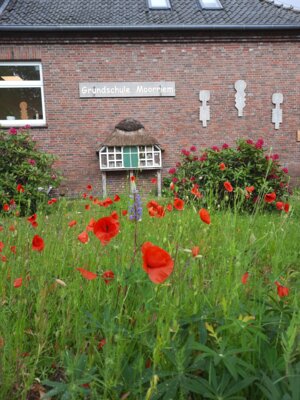Mohnblumen mit Insektenhotel  (Bild vergr&ouml;&szlig;ern)