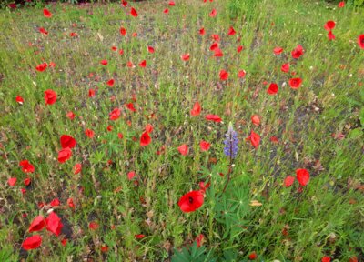 Mohnblumenfeld  (Bild vergr&ouml;&szlig;ern)