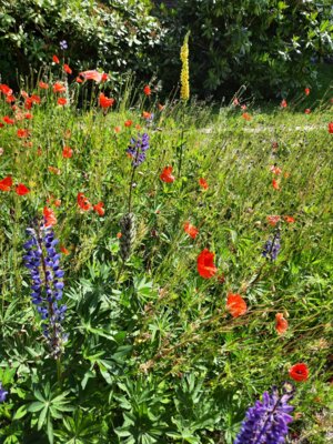 Bunte Blumenwiese  (Bild vergr&ouml;&szlig;ern)