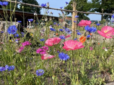 Blumenwiese  (Bild vergr&ouml;&szlig;ern)
