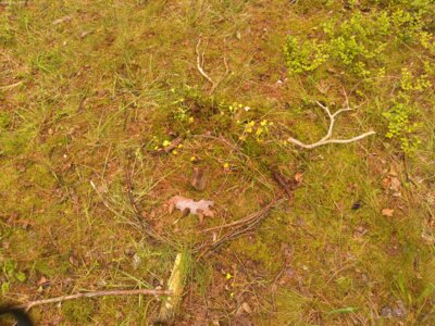 Sieht er nicht toll aus!  (Bild vergrößern)