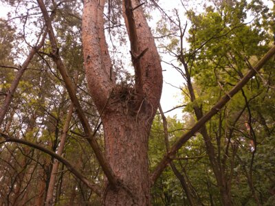 Ein Eichhörnchenkobel.  (Bild vergrößern)