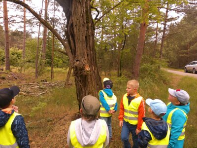 Spannend, so ein Fledermausbaum!  (Bild vergrößern)