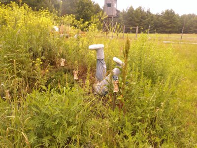 Nanu? Wer ist das denn? Ein Maulwurf mit Beinen?  (Bild vergrößern)