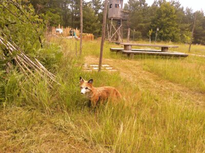 Herrn Fuchs haben wir schon entdeckt.  (Bild vergrößern)