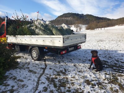 Hilfe beim Baum holen  (Bild vergr&ouml;&szlig;ern)